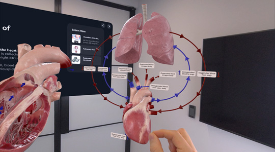 Eine Hand interagiert mit einer 3D Projektion eines menschlichen Herzens und einer Lunge sowie weiteren anatomischen Details