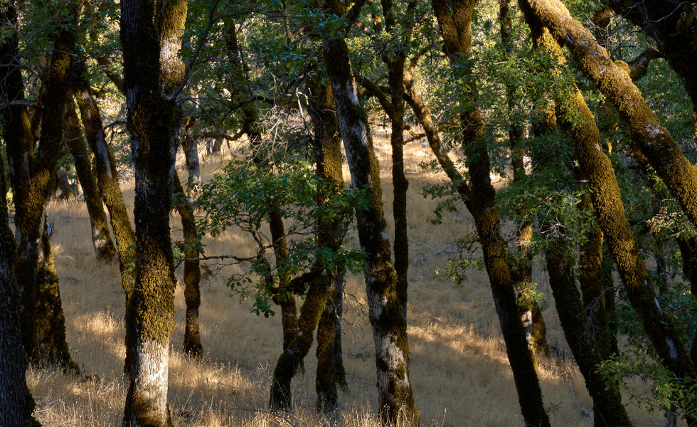 Sonnenbeschienener Wald mit moosbedeckten Baumstämmen und trockenem Gras auf dem Boden