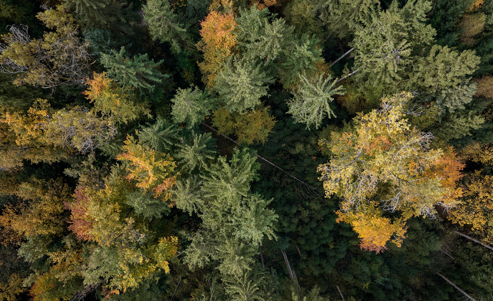 Luftaufnahme eines dichten Waldes mit grünen und herbstfarbenen Bäumen.